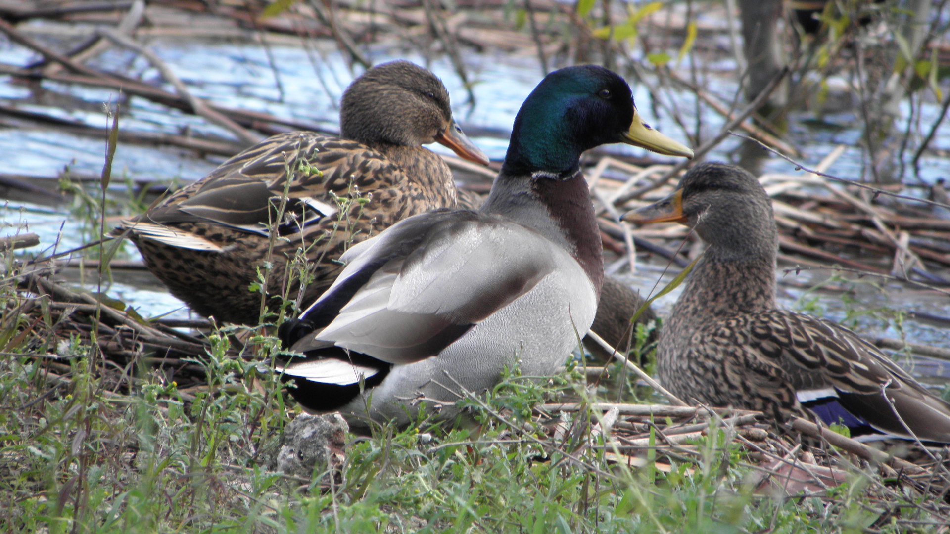 Anas platyrhynchos